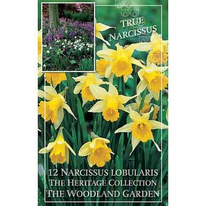 Narcissus lobularis - (12 Bulbs)