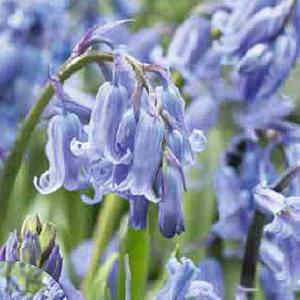 Hyacinthoides Non-Scripta - (40 Bulbs)