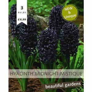 Hyacinth Midnight Mistique (3 Bulbs)