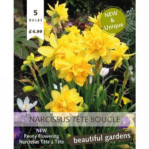Narcissus 'Tête Bouclê' (10 Bulbs)