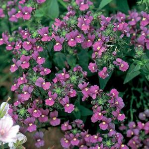 Nemesia Celebration 2L