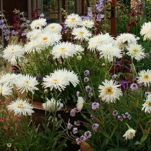 Leucanthemum Aglaia 3L