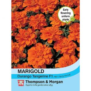 Thompson & Morgan Marigold Durango Tangerine F1 Hybrid