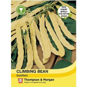 Thompson & Morgan Climbing Bean Goldfield Seeds