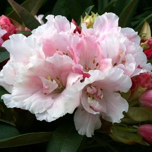 Rhododendron Mardi Gras - 3L Pot