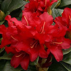 Rhododendron Bengal - 3 Ltr Pot