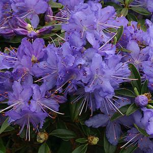 Rhododendron Night Sky - 3 Ltr Pot