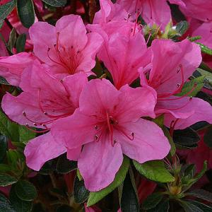 Azalea Madame Van Hecke - 3 Ltr Pot