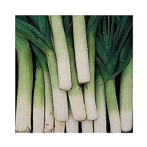 Thompson & Morgan Award of Garden Merit Leek Herfstruezen 3 Porvite