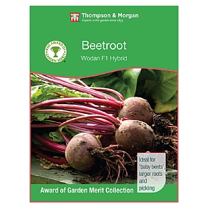 Thompson & Morgan Award of Garden Merit Beet Wodan F1 Hybrid