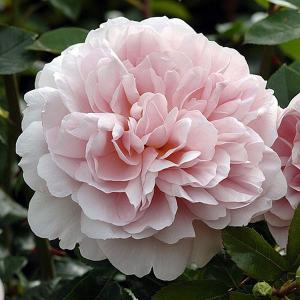 Wildeve Shrub Rose 6L