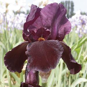 Iris Black Swan - 2 ltr pot
