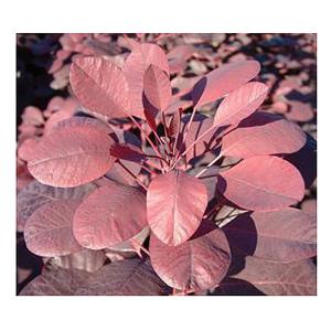 Cotinus cog. Royal Purple - 3 ltr pot