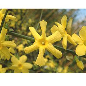 Jasminum nudiflorum - 3 ltr deep pot, 3ft cane