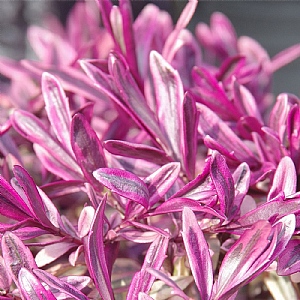 Hebe Heartbreaker - 2ltr pot