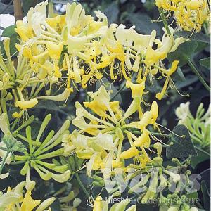 Lonicera japonica Scentsation (Honeysuckle) - 3ltr pot