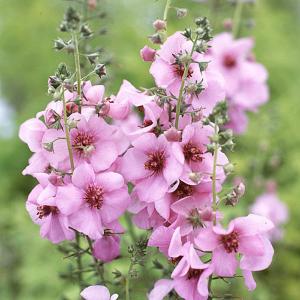 Verbascum Pink Kisses - 2ltr pot