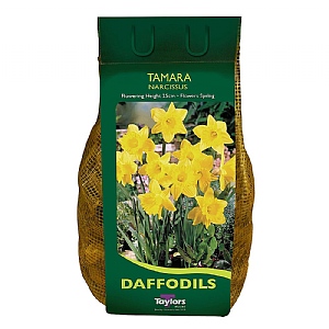 Narcissus 'Tamara' 2kg Carripack