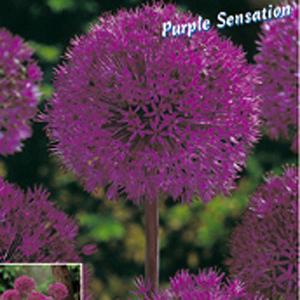 Allium 'Purple Sensation' - (10 Bulbs)