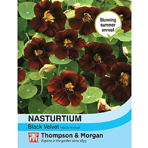 Nasturtium Black Velvet