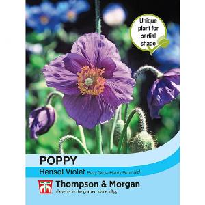 Thompson & Morgan Poppy Hensol Violet