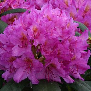 Rhododendron Delta - 7.5 Ltr Pot