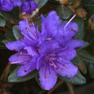 Dwarf Rhododendron Sacko - 3L Pot