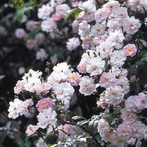 Paul's Himalayan Musk Climbing Rose 6 Ltr Pot