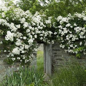 Rambling Rector Climbing Rose 6L