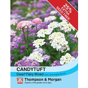 Candytuft (Iberis) Dwarf Fairy Mixed - 600 Seeds