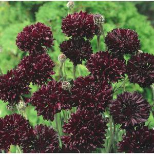 Cornflower Black Ball - 100 seeds