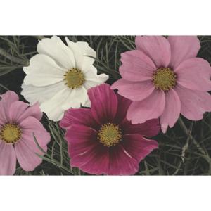 Cosmos Sensation Mixed - 200 seeds