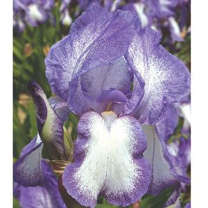 Iris Blue Shimmer (Tall Bearded) - 2ltr pot