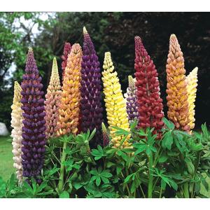 Lupin Band of Nobles Mixed - 35 Seeds
