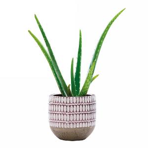 Aloe Vera - 35cm
