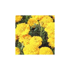 Marigold Boy O Boy Yellow (French)