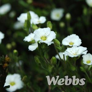 Arenaria montana