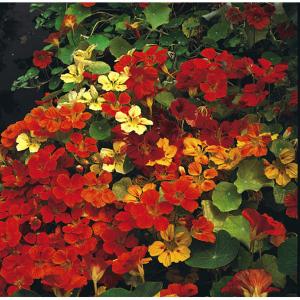 Nasturtium Climbing Mixed