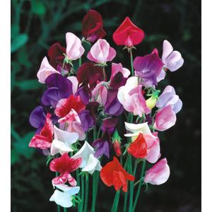 Sweet Pea Heirloom Mix - 25 Seeds