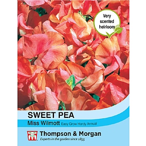 Sweet Pea Miss Willmott