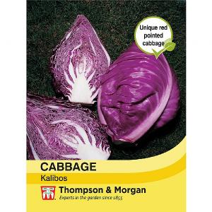 Thompson & Morgan Cabbage Kalibos (Filderkraut) F1 Hybrid