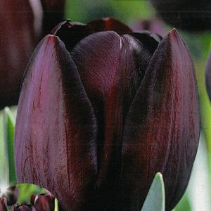 Tulip Triumph Queen of The Night - (20 Bulbs)