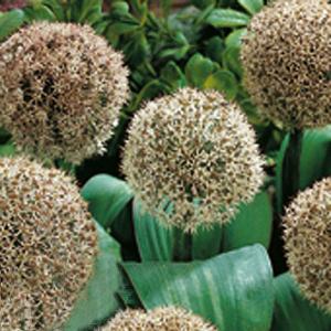 Allium karataviense 'Ivory Queen' - (6 Bulbs)
