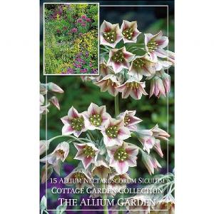 Allium Nectaroscordum Siculum (15 Bulbs)