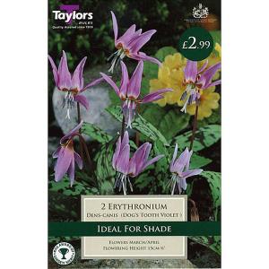 Erythronium Dens-Canis (2 Bulbs)