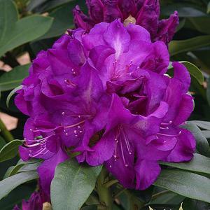 Rhododendron Purple Passion - 7.5 Ltr Pot