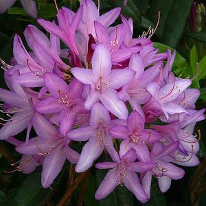 Azalea Azaleodendron - 5 Ltr Pot