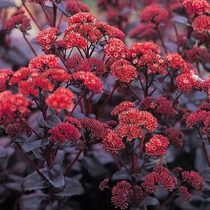 Sedum Purple Emperor - 2L Pot