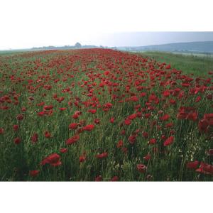 Poppy Flanders