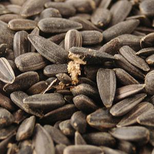 Black Sunflower Seed - 3L